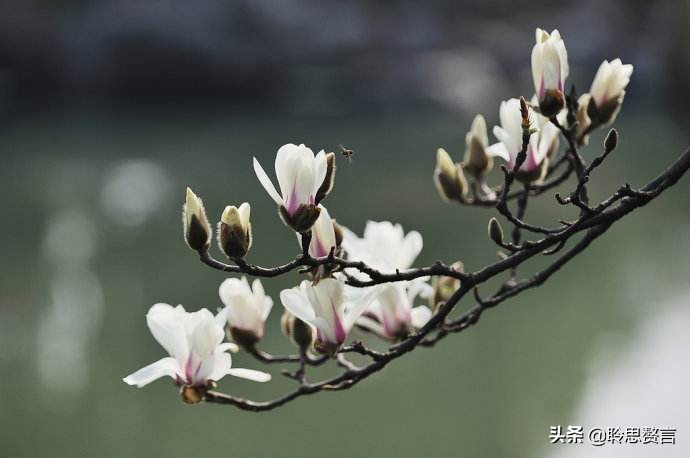 玉兰花诗句经典句子，玉兰花诗句大全