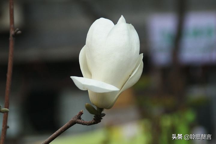 玉兰花诗句经典句子，玉兰花诗句大全