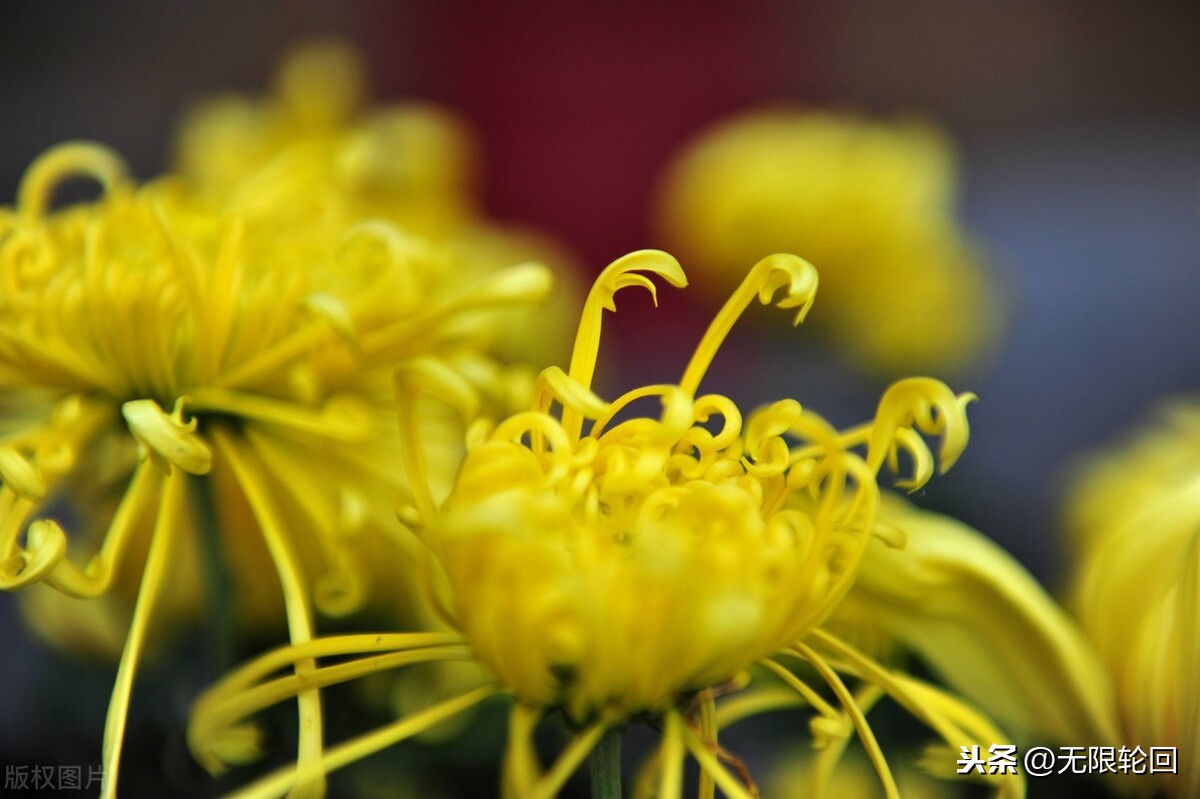 关于菊花的古诗有哪些，十首有关菊花的古诗及解析