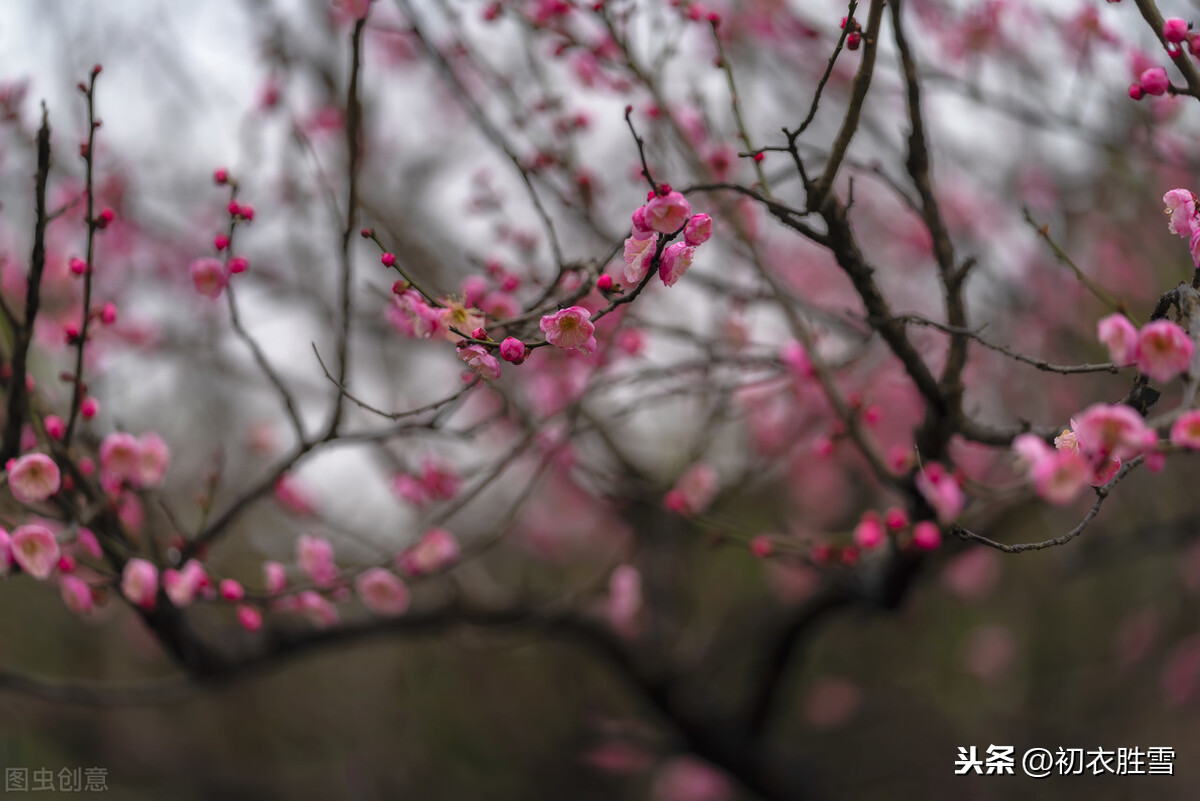 描写梅花的简短诗句大全，最好的梅花诗句6首