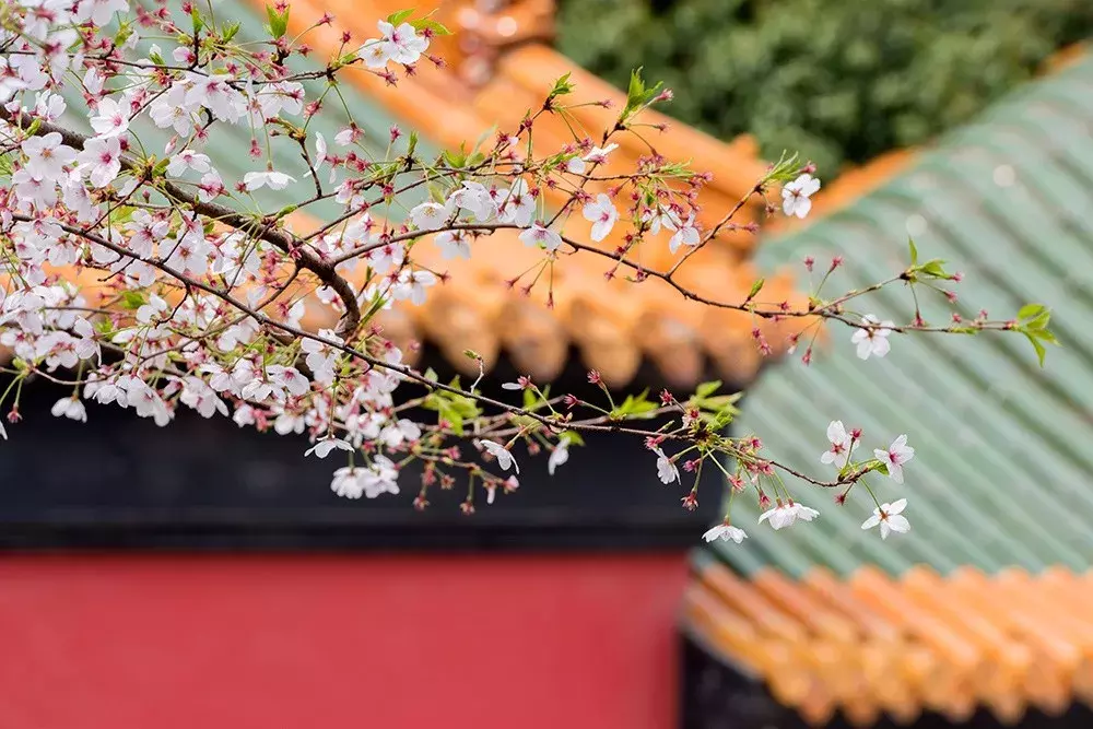 芳菲四月天的诗句，7首赞美四月春暖花开优美诗词