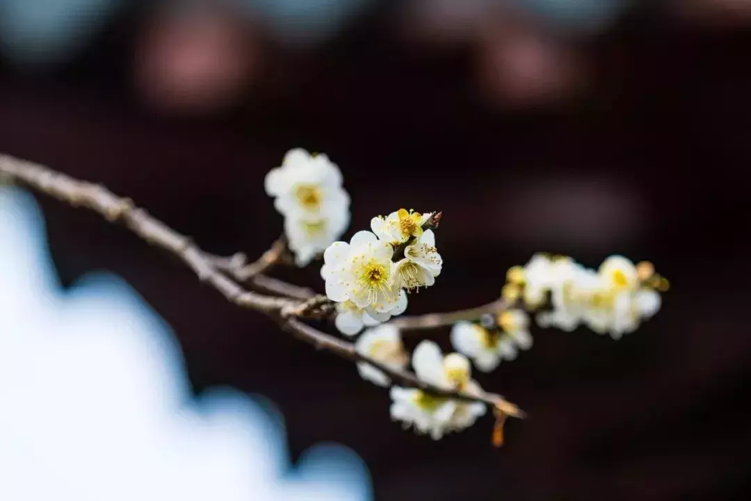 芳菲四月天的诗句，7首赞美四月春暖花开优美诗词