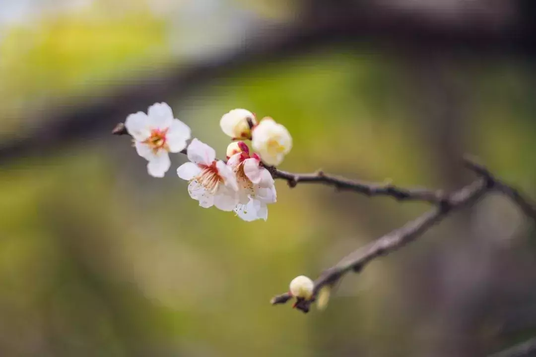 芳菲四月天的诗句，7首赞美四月春暖花开优美诗词