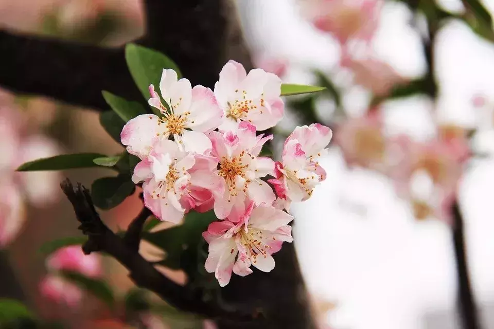 芳菲四月天的诗句，7首赞美四月春暖花开优美诗词