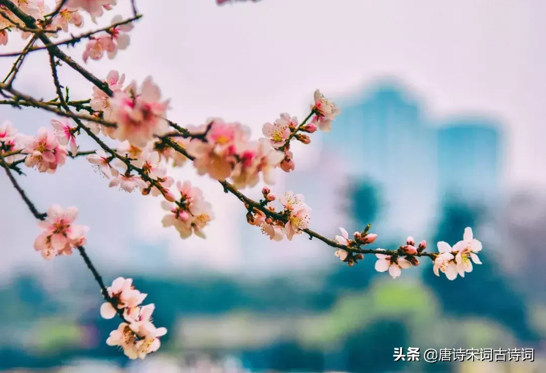 赞美桃花的诗句有哪些，有关桃花的48首浪漫情诗