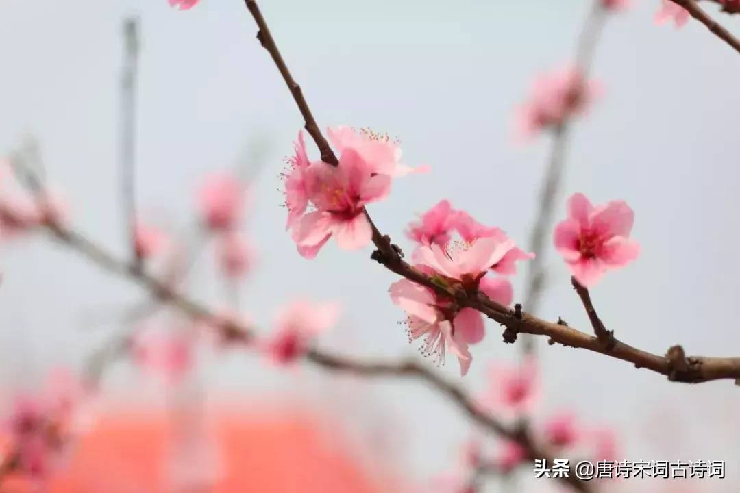 赞美桃花的诗句有哪些，有关桃花的48首浪漫情诗