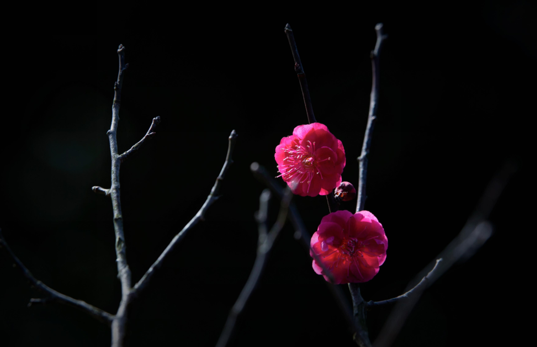 关于梅花的诗句古诗大全，赞美梅花的经典诗句