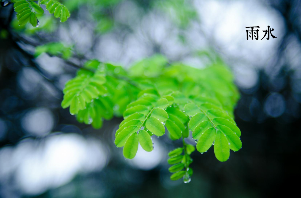 写雨的诗句古诗整首，描写雨的诗句古诗大全