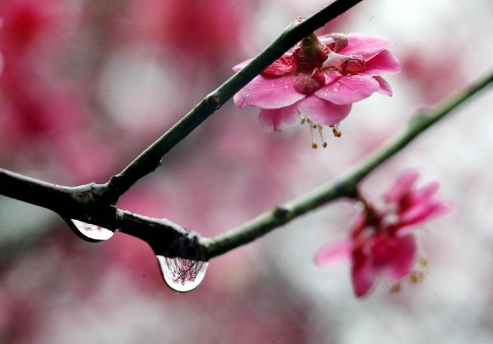 写雨的诗句古诗整首，描写雨的诗句古诗大全