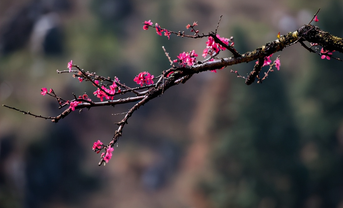 带桃花的诗句有哪些，描写桃花的优美诗词