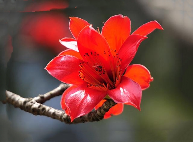 最经典的写木棉花的诗，赞美红棉的诗句大全