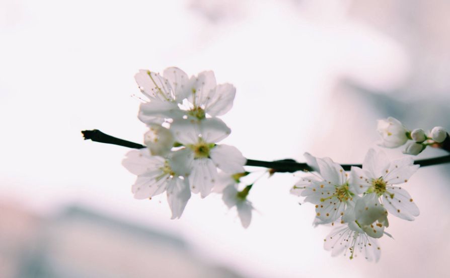 梅花的诗句古诗大全，最经典的10首梅花诗