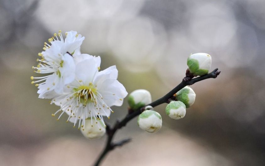 梅花的诗句古诗大全，最经典的10首梅花诗