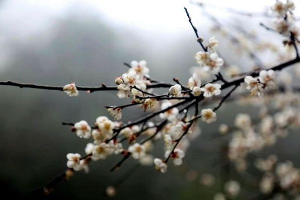 梅花的诗句古诗大全，最经典的10首梅花诗