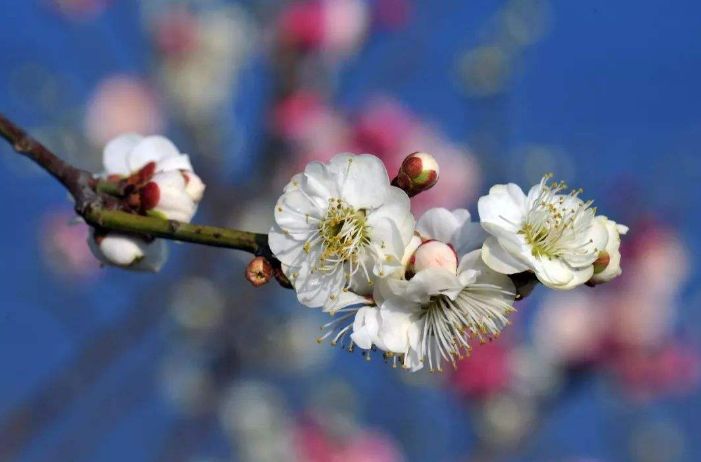 梅花的诗句古诗大全，最经典的10首梅花诗