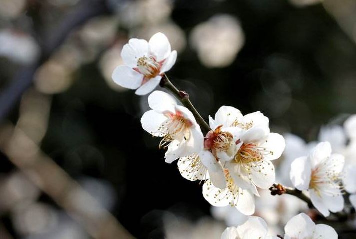 梅花的诗句古诗大全，最经典的10首梅花诗