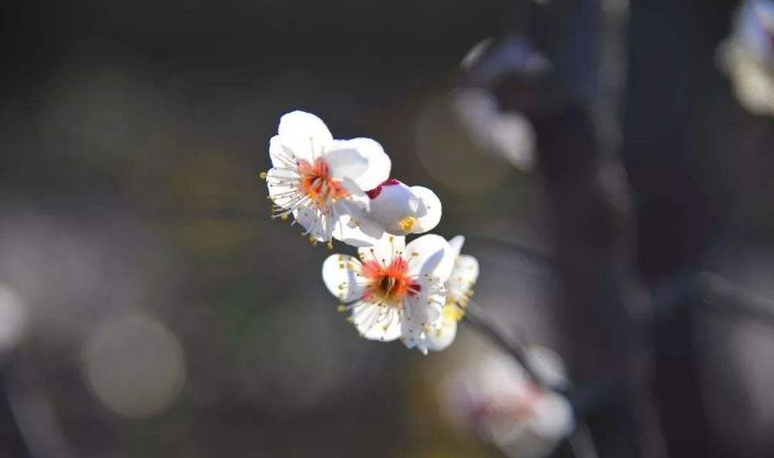 梅花的诗句古诗大全，最经典的10首梅花诗