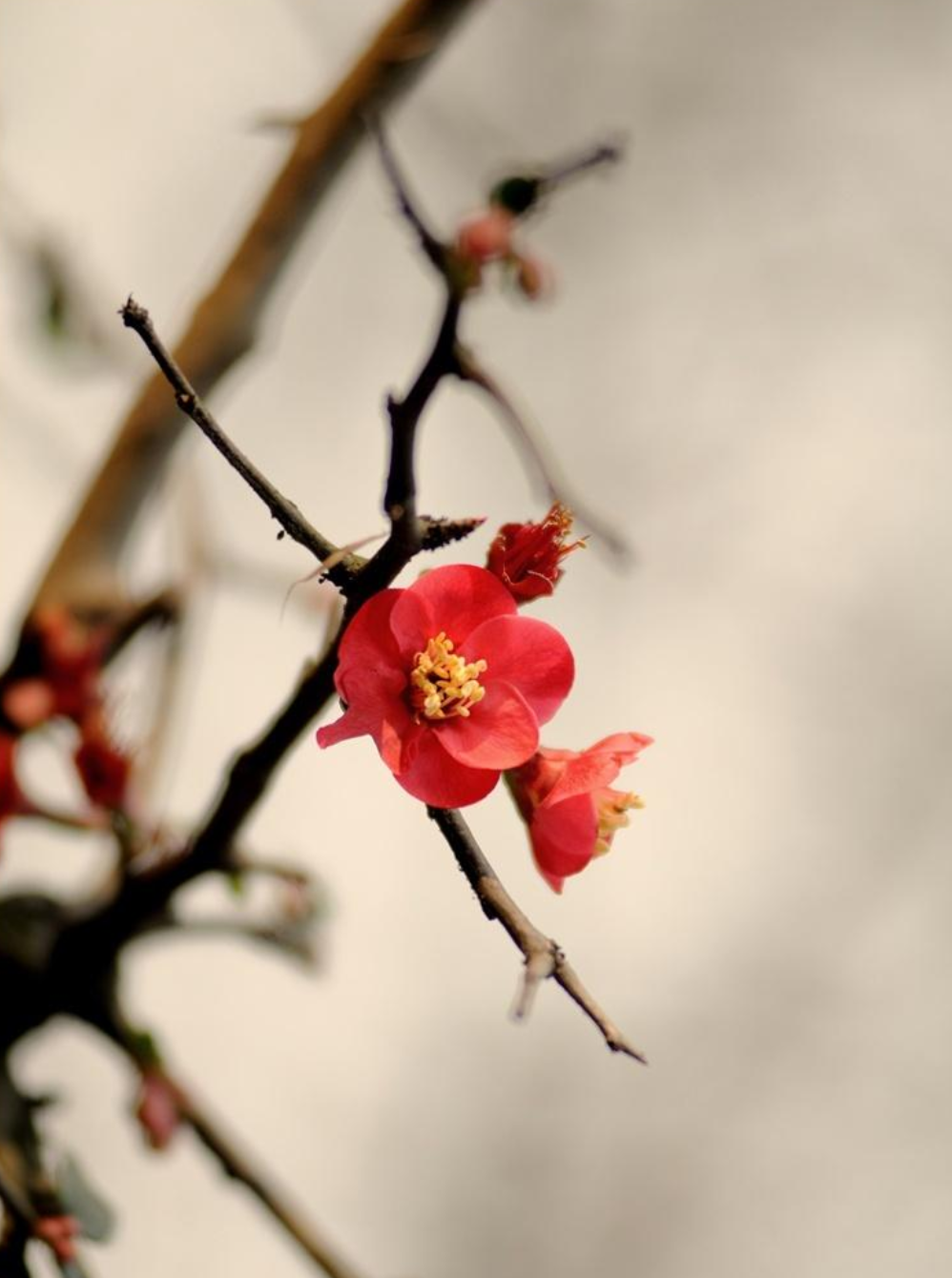 梅花的古诗大全，关于描写梅花的古诗词