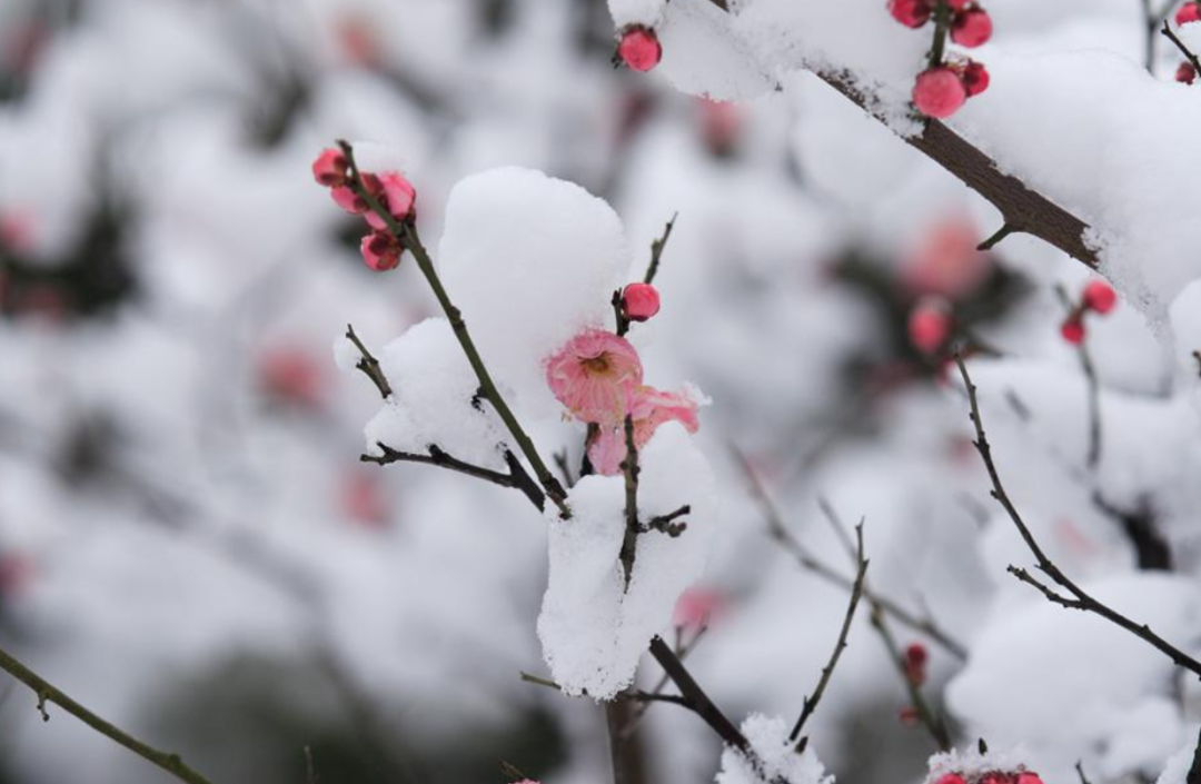 梅花的古诗大全，关于描写梅花的古诗词