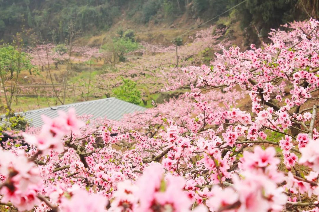 关于桃花最出名的诗句简短，有关桃花的古诗有哪些