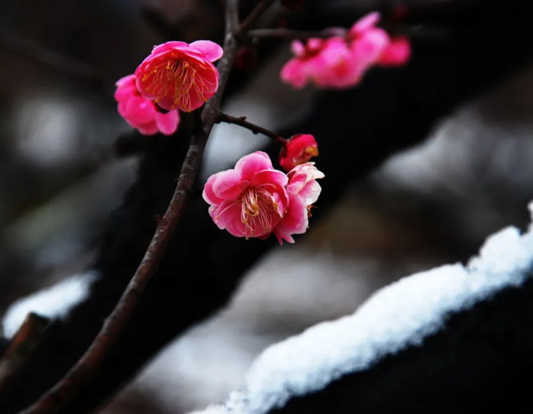 梅花的诗句古诗大全，10首梅花的古诗欣赏