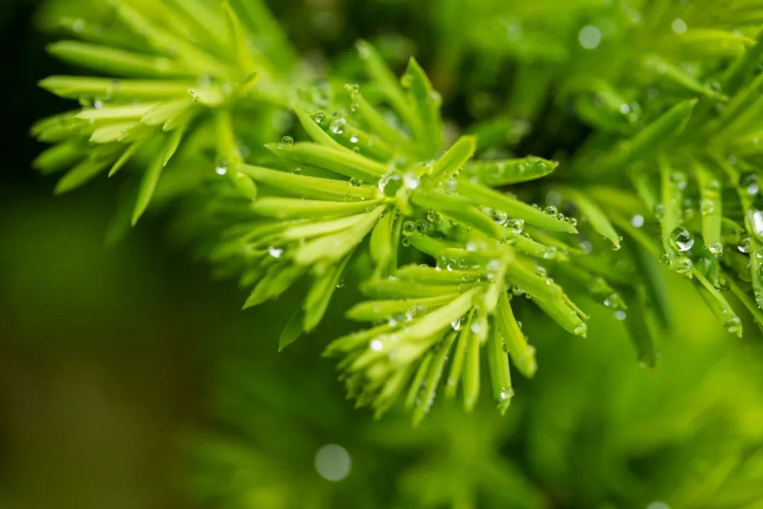 关于雨的古诗有哪些，20首描写雨景的唯美古诗