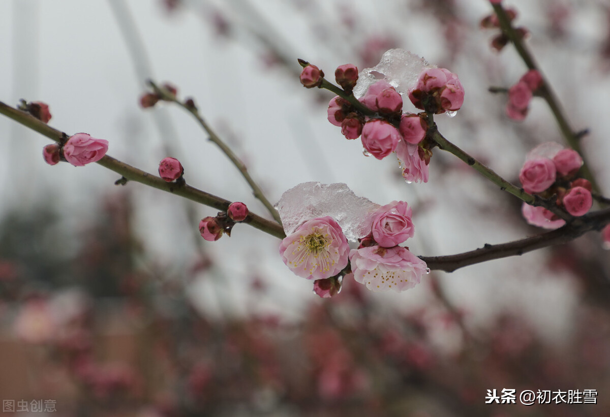 苏曼殊本事诗解释，苏曼殊的诗词